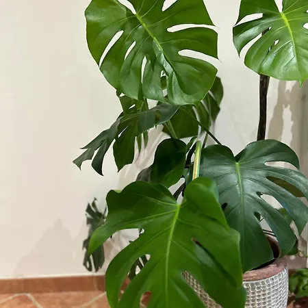 Apartmán Le Tre Orchidee *