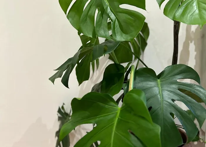 Apartment Le Tre Orchidee *